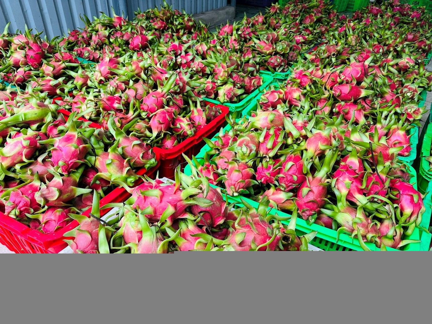 Phương pháp xử lý gia nhiệt đối với quả thanh long tươi có thể giảm đáng kể chi phí chế biến cho các nhà xuất khẩu. Ảnh minh họa: IT thanh-long-sau-thu-hoach.jpg