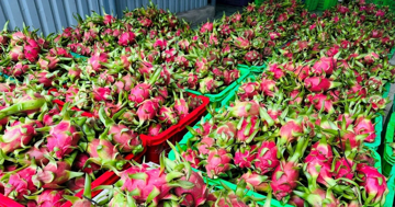 Đằng sau việc thanh long Việt Nam bị phụ thuộc một thị trường