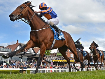 Bộ Tài chính đề xuất quy định mới trong mảng đua ngựa, Vingroup (VIC) đi trước đón đầu