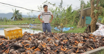 Hàng vạn con gà chết trong chuồng do mưa bão, nhiều chủ trại trắng tay