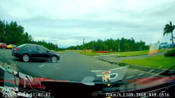 Phạt 19 triệu, trừ 4 điểm giấy phép lái xe tài xế lái biển xanh đi ngược chiều