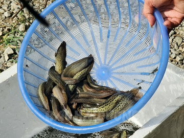 Việt Nam có loại cá quê bổ như ‘nhân sâm dưới nước’: Dưỡng thận, sáng mắt, tốt cho cả não và tim