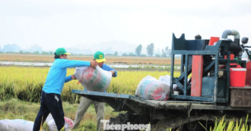 Giá lúa giảm mạnh, nông dân đứng ngồi không yên