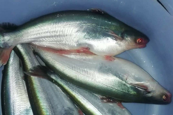 Loài cá lạ mang tên trái cây, thịt thơm đặc biệt: Là đặc sản cực hiếm, giá 1 triệu đồng/kg vẫn cháy hàng