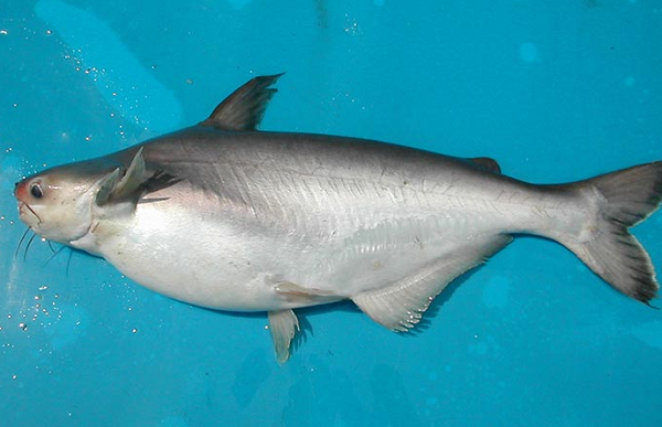 Loài cá lạ mang tên trái cây, thịt thơm đặc biệt: Là đặc sản cực hiếm, giá 1 triệu đồng/kg vẫn cháy hàng