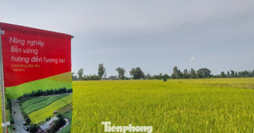 Hết thời trồng lúa kiểu 'nhất nước, nhì phân, tam cần, tứ giống'