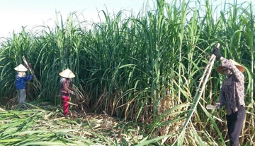 Đường nhập lậu tràn lan, doanh nghiệp lo thua trên sân nhà