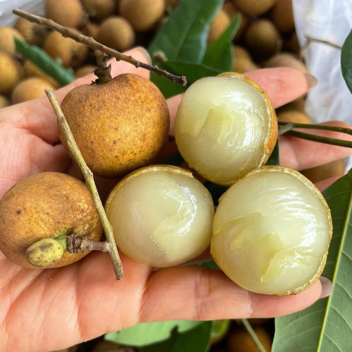 Loại nhãn đặc sản trái to, cùi giòn, hình dáng đặc biệt vốn là hàng hiếm bất ngờ rớt giá xuống thấp kỷ lục trong 5 năm