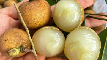 Loại nhãn đặc sản trái to, cùi giòn, hình dáng đặc biệt vốn là hàng hiếm bất ngờ rớt giá xuống thấp kỷ lục trong 5 năm