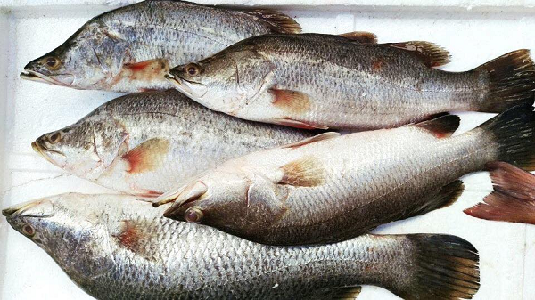 Loài cá được ví như 'ông hoàng cá trắng' trên mâm cơm Việt: Bán phổ biến ở chợ, giá thành 'dễ chịu' Loài cá được ví như 'ông hoàng cá trắng' trên mâm cơm Việt: Bán phổ biến ở chợ, giá thành 'dễ chịu'