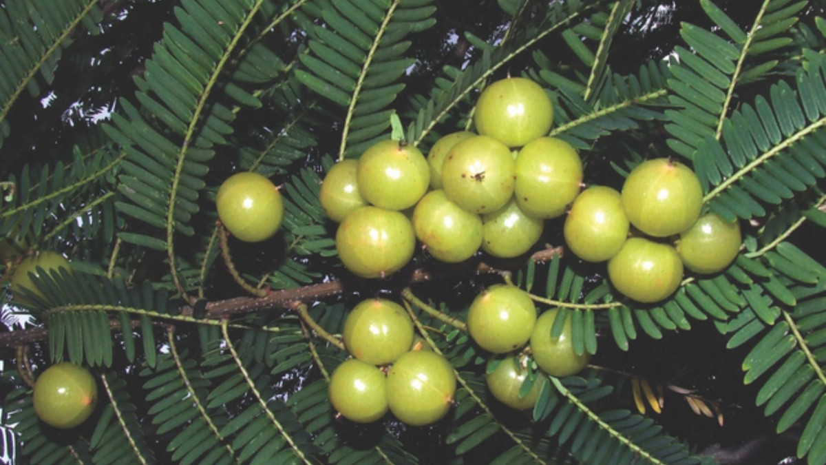 Quả dại từng rụng đầy gốc chẳng ai thèm, nay nhặt về chế biến thành đặc sản được săn lùng, giá bán hơn nửa triệu đồng/kg