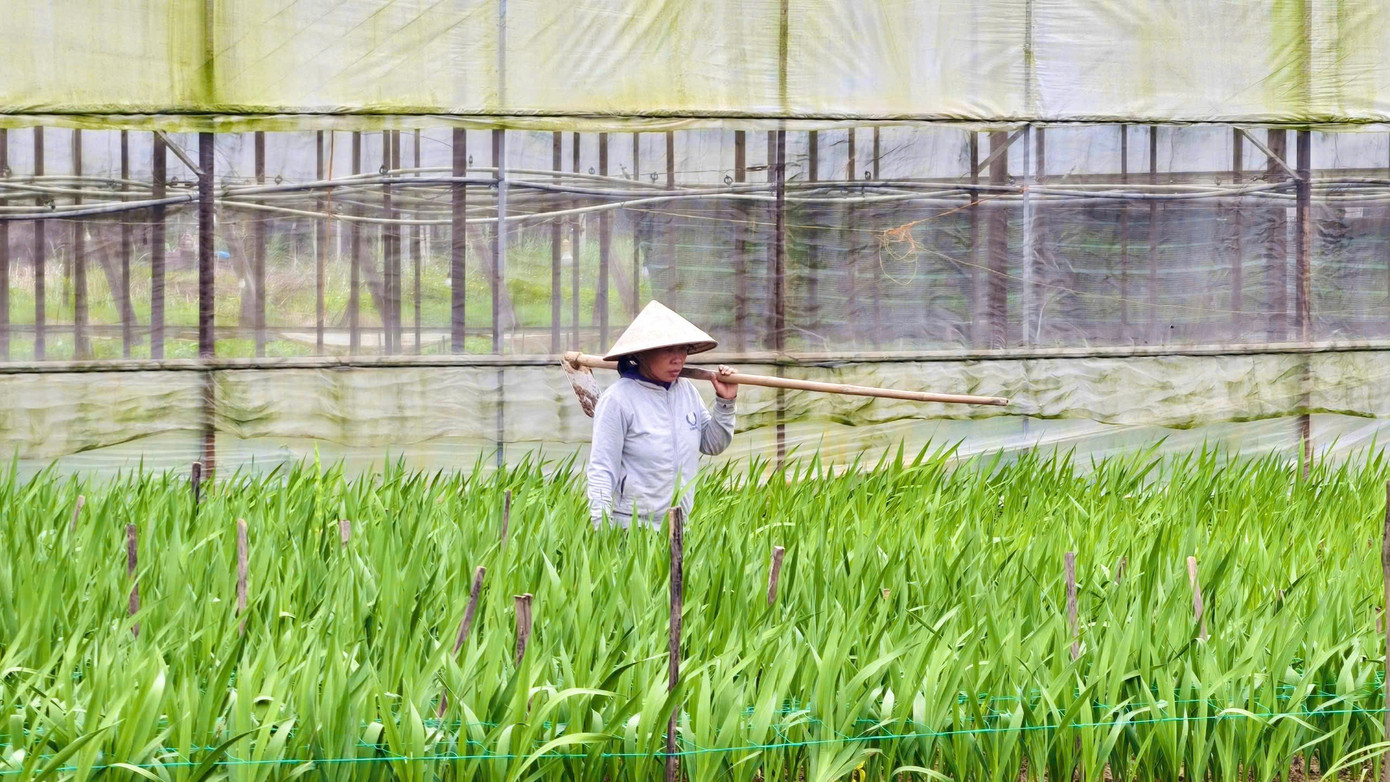 Thời điểm này là lúc quan trọng đối với người trồng hoa lay ơn. 3a41c5b9c73948671128.jpg