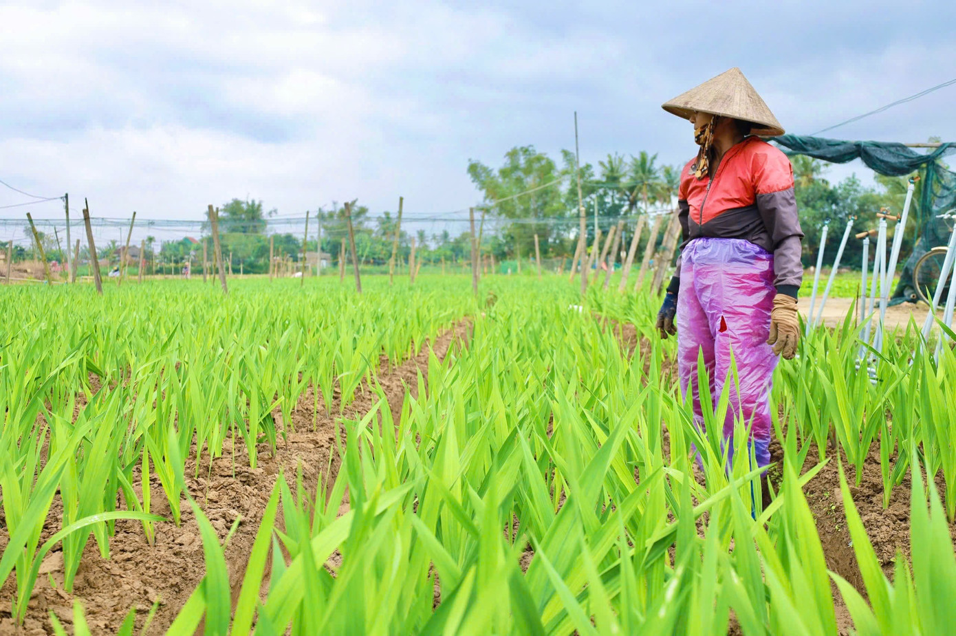 Người dân tập trung chăm sóc cây để cây ra hoa đúng thời điểm Tết Nguyên đán. d8d4202f22afadf1f4be-1.jpg