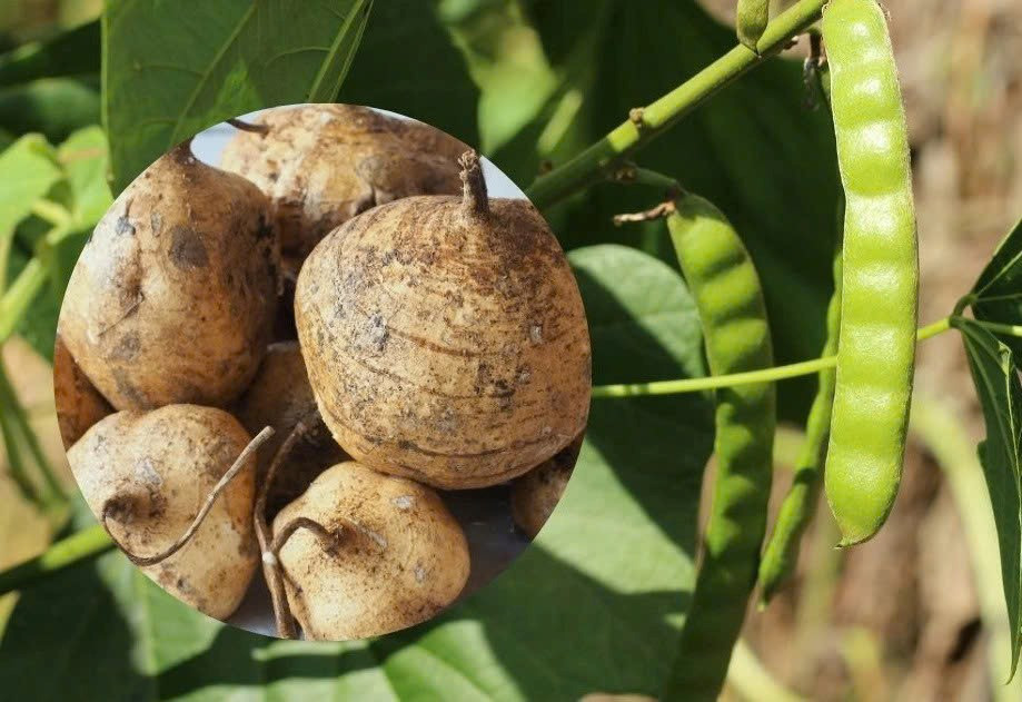 Cả gia đình 6 người nhập viện vì ăn hạt củ đậu - ảnh 2