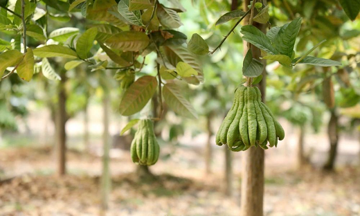 Giá bán tới 500.000 đồng/kg, loại quả này được săn đón mạnh dịp Tết, nông dân khấm khá