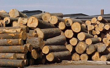 Thoát mức thuế 50% từ Mỹ, đại gia ngành gỗ đặt mục tiêu lợi nhuận cao nhất lịch sử