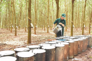 Xuất khẩu cao su năm 2025: Giảm sản lượng, Trung Quốc vẫn là thị trường chủ lực