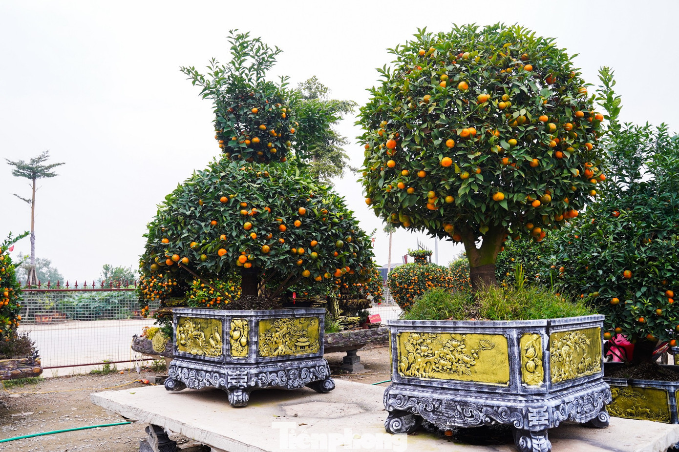 tp-tienphong-1440.jpg