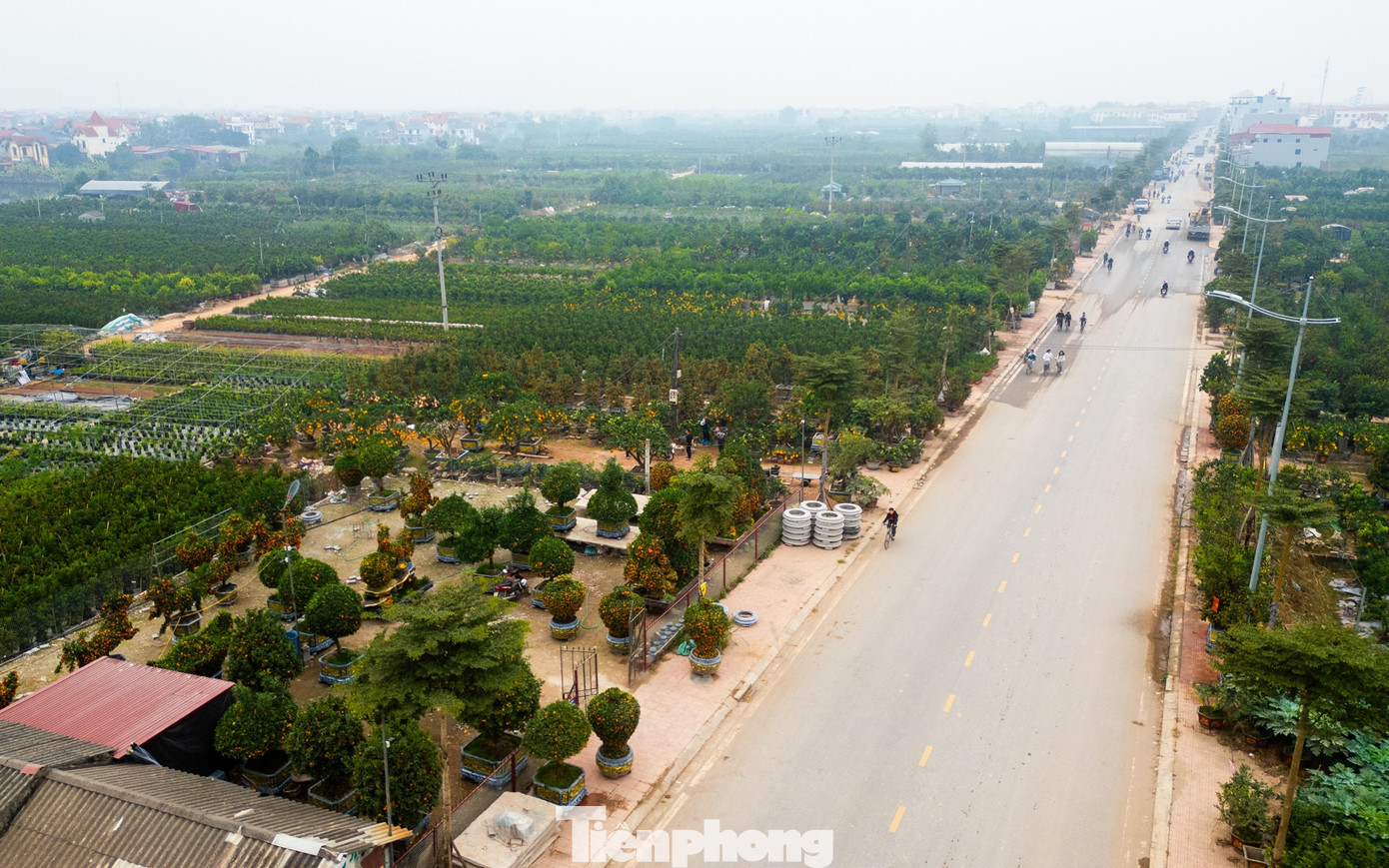 Hơn một tháng trước Tết Nguyên đán Bính Ngọ, thủ phủ Văn Giang (Hưng Yên) đã nhộn nhịp bước vào vụ kinh doanh quất, cây cảnh lớn nhất trong năm. tp-tienphong-1426.jpg