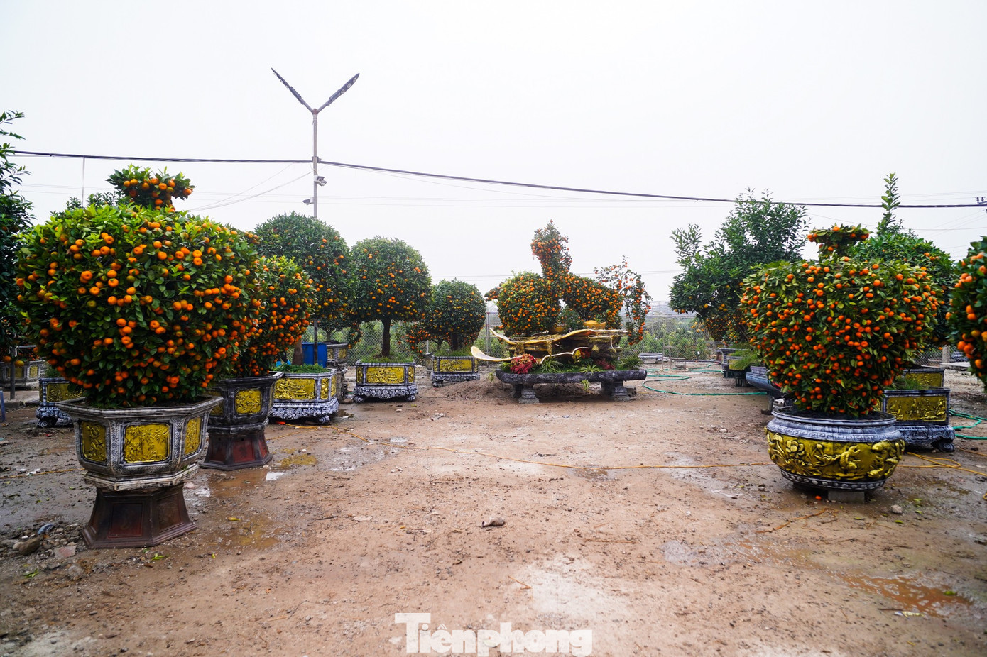 Bên cạnh những cây truyền thống, ở Văn Giang năm nay nổi bật với các mẫu quýt tạo hình linh vật ngựa, bình hút lộc, thỏi vàng… tp-tienphong-1469.jpg
