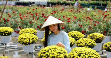 Nhộn nhịp làng hoa, cây cảnh lớn nhất miền Tây