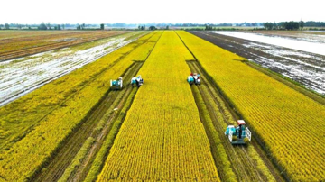 Sản xuất lúa chất lượng cao gắn với giảm phát thải vượt tiến độ đề ra