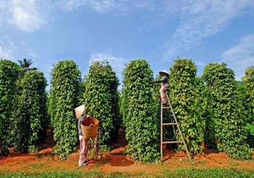 'Vàng đen' Việt Nam được giá, xuất hơn 247 nghìn tấn, thu về kỷ lục 1,66 tỷ USD