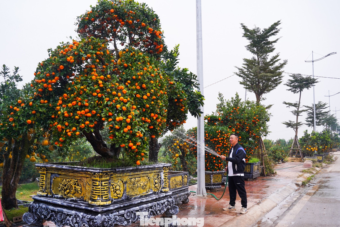 Anh Mạnh Thủy (xã Văn Giang, Hưng Yên) cho biết, hầu hết các cây quýt đã có người đặt mua từ sớm; riêng một số cây to, giá trị cao được khách lựa chọn thuê trưng bày. Năm nay quýt, quất, bưởi... đều được giá hơn mọi năm nên bà con rất phấn khởi tp-tienphong-1451.jpg
