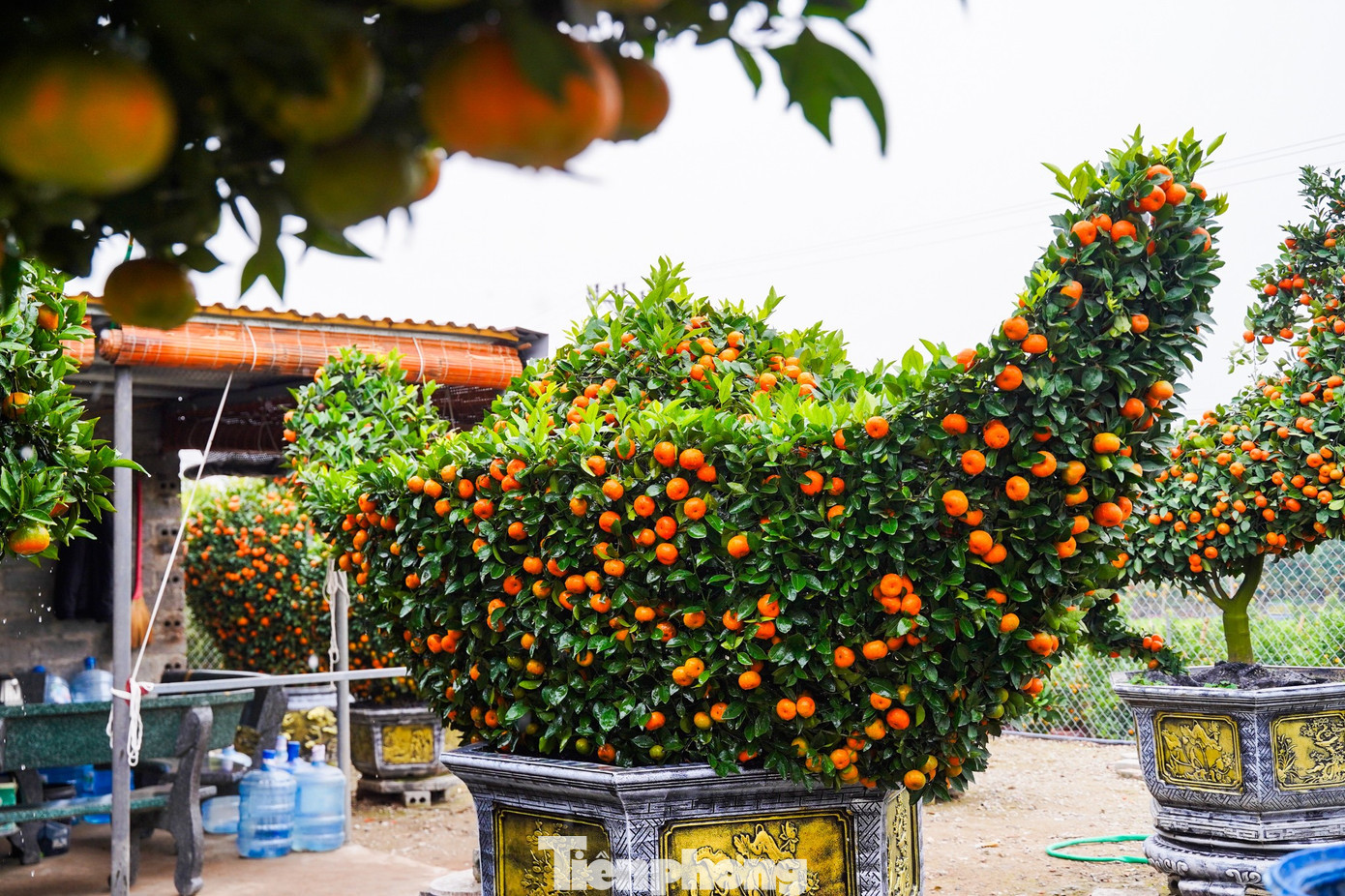 Chậu quýt tạo hình thỏi vàng, biểu trưng cho mong ước sum vầy, sung túc và tài lộc trong năm mới, được bán với giá khoảng 6 triệu đồng. tp-tienphong-1463.jpg