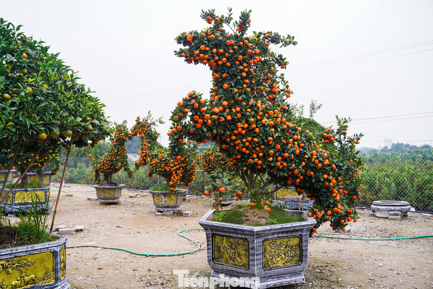 Chậu quất tạo hình linh vật ngựa, cao từ 2,5–3 m, sử dụng giống quýt cảnh khỏe, sai quả với giá bán ra khoảng 30 triệu đồng/cặp. tp-tienphong-1443.jpg