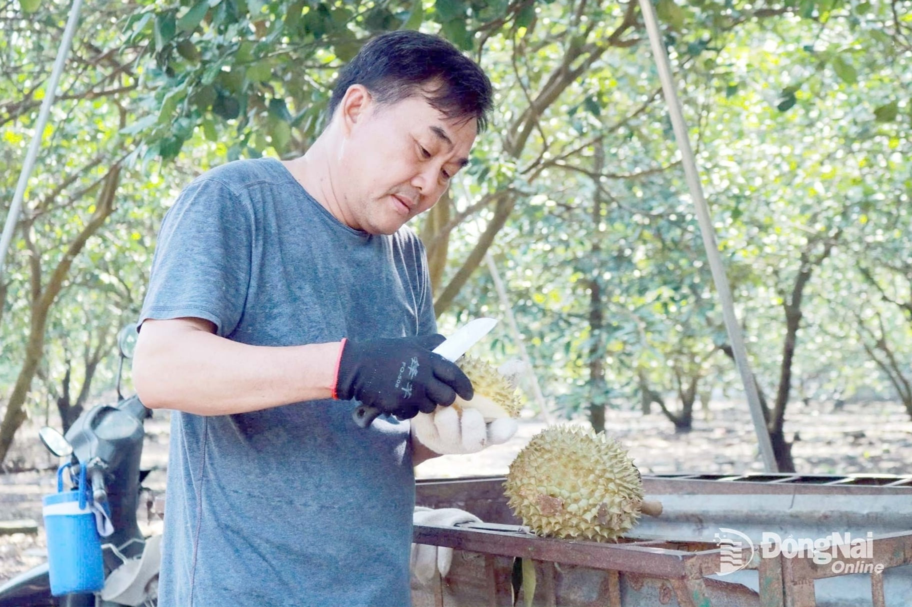 nong-dan-trong-sau-rieng01.jpg