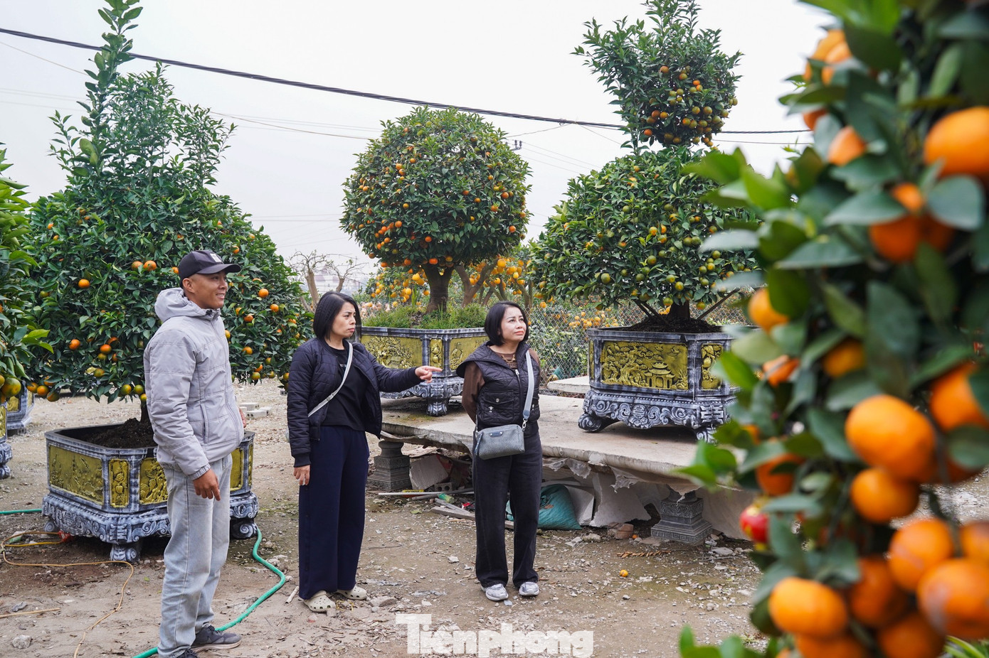 Thời điểm này đã có rất đông khách đổ về các vườn quýt, bưởi cảnh ở xã Văn Giang để tham quan, đặt mua. tp-tienphong-1459.jpg