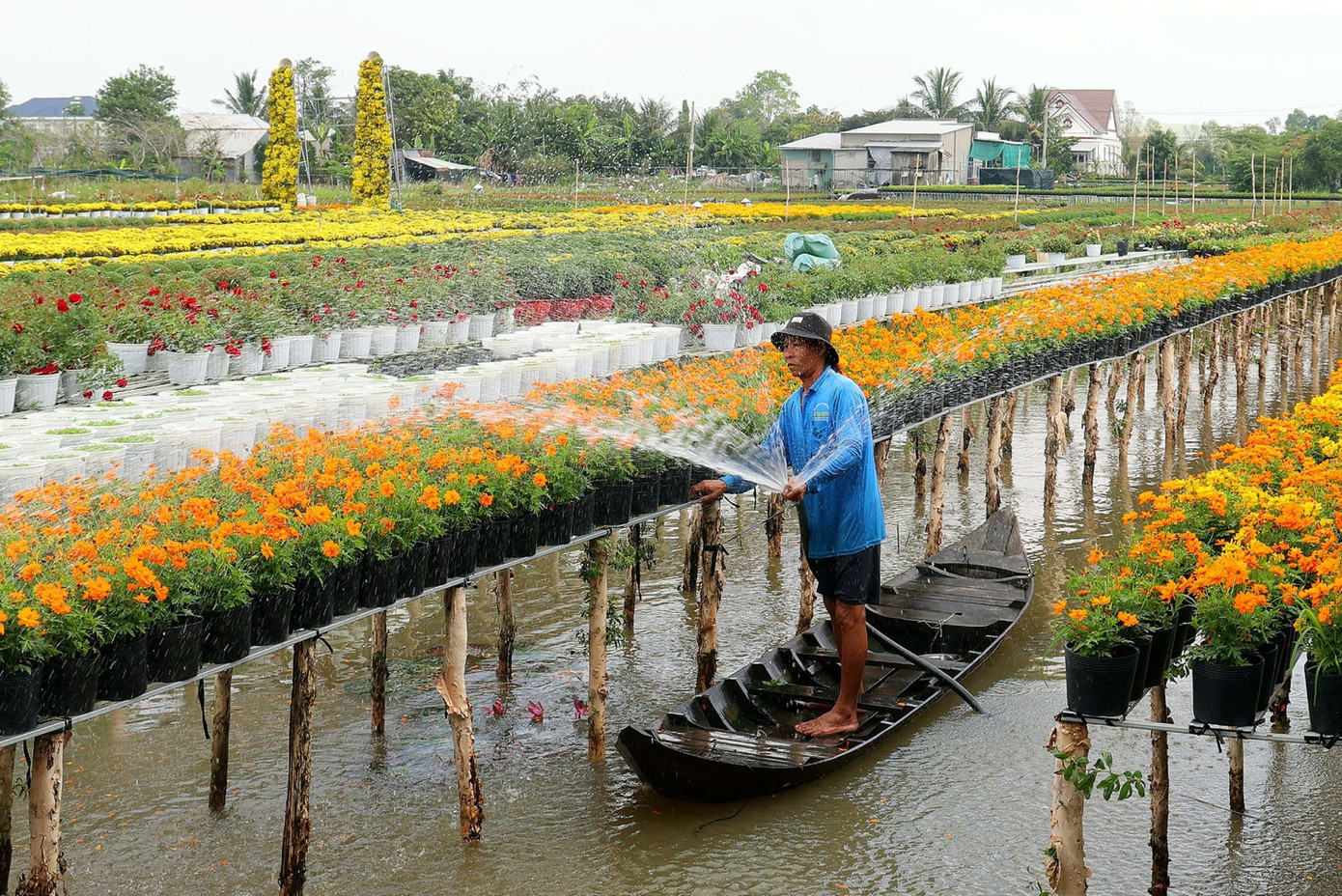 Nông dân chăm chút từng chậu hoa phục vụ thị trường Tết Nguyên đán 2026 6a-sa-dec-1.jpg