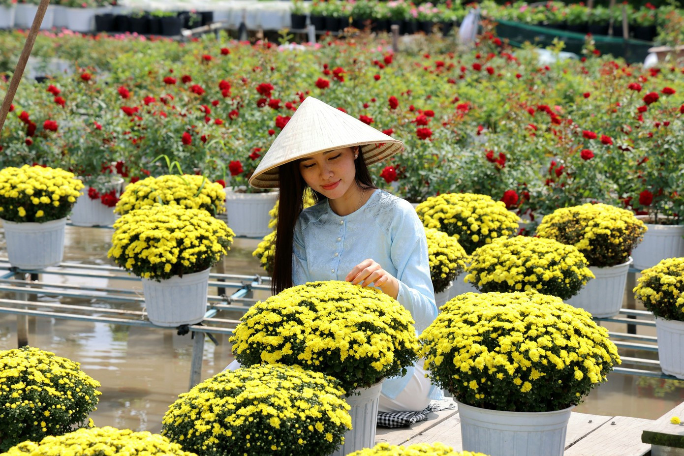 Người trẻ tìm tới làng hoa Sa Đéc những ngày cuối năm để lưu lại những khoảnh khắc rực rỡ 6b-sa-dec-2.jpg