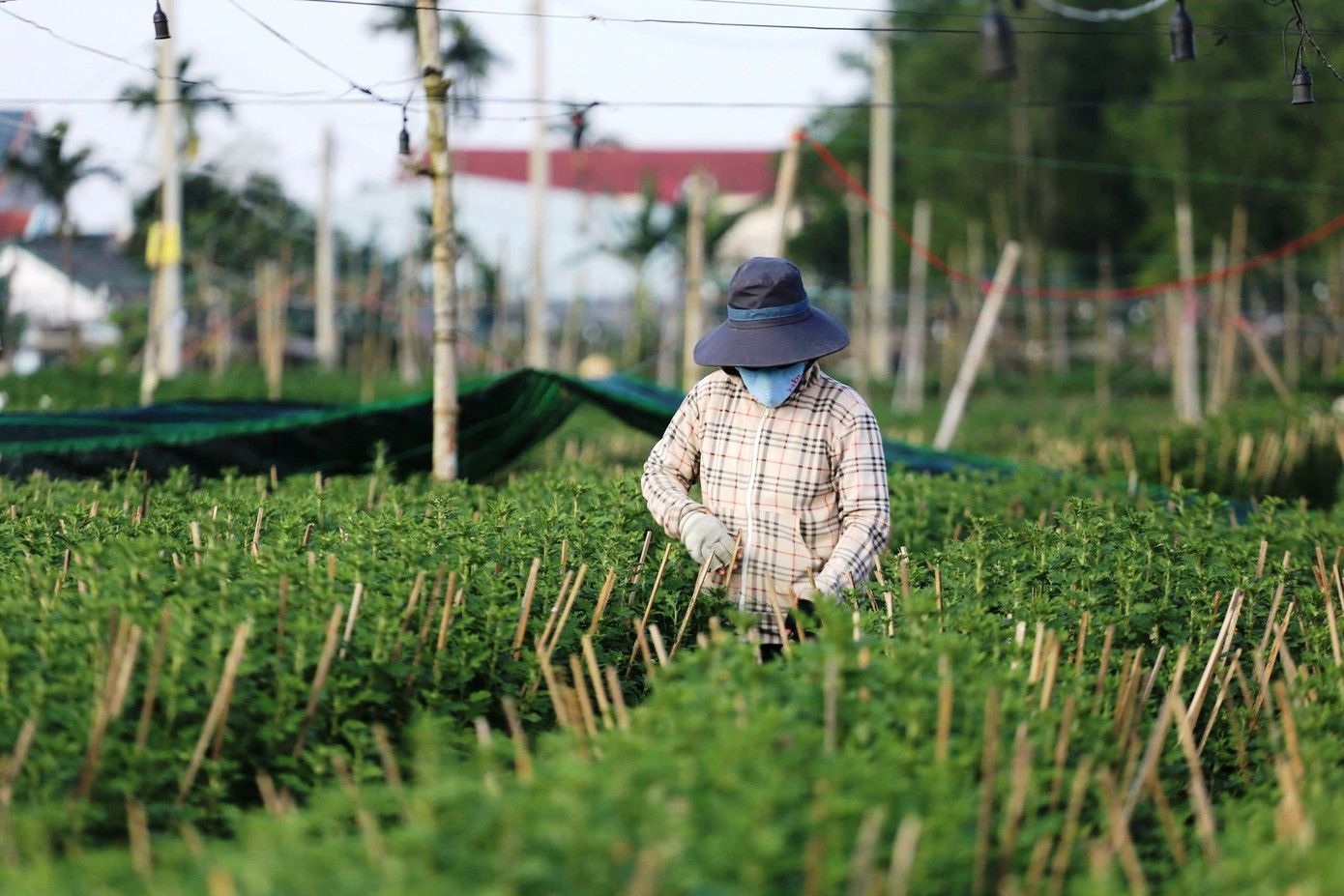 Sau lũ, hoa cúc là loài ngắn ngày được nông dân Huế chọn trồng phổ biến để kịp nở trong dịp Tết Nguyên đán 6d.jpg