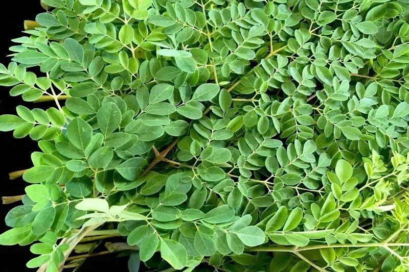 Sự thật về loại rau có khả năng đẩy lùi 90% tế bào ung thư chỉ trong vòng 48 giờ, ở Việt Nam mọc dại đầy đường - ảnh 1