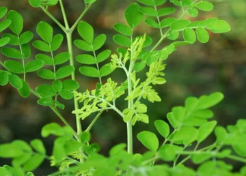 Sự thật về loại rau có khả năng đẩy lùi 90% tế bào ung thư chỉ trong vòng 48 giờ, ở Việt Nam mọc dại đầy đường
