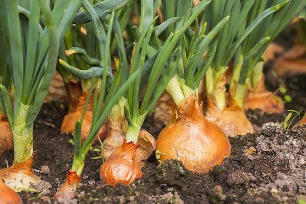5 loại rau được xem là 'kháng sinh tự nhiên', bảo vệ sức khỏe trong mùa lạnh - ảnh 3