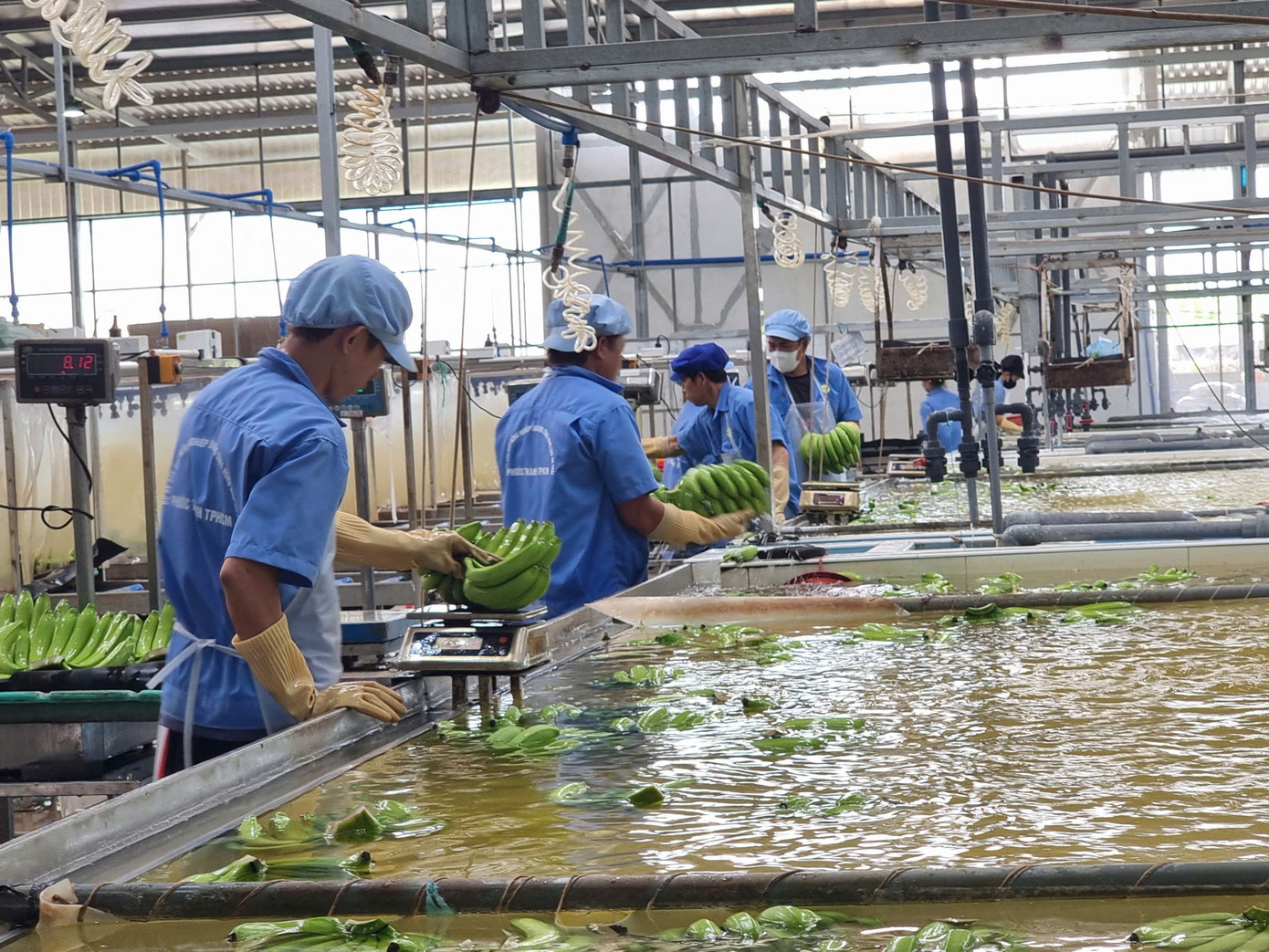 Xuất khẩu chuối dự báo có nhiều tiềm năng trong tương lai. chuoi.jpg