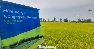 Con đường bắt buộc phải đi với lúa gạo Việt Nam