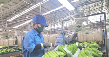 Dự báo mặt hàng rau quả mới sẽ gia nhập 'câu lạc bộ' tỷ USD