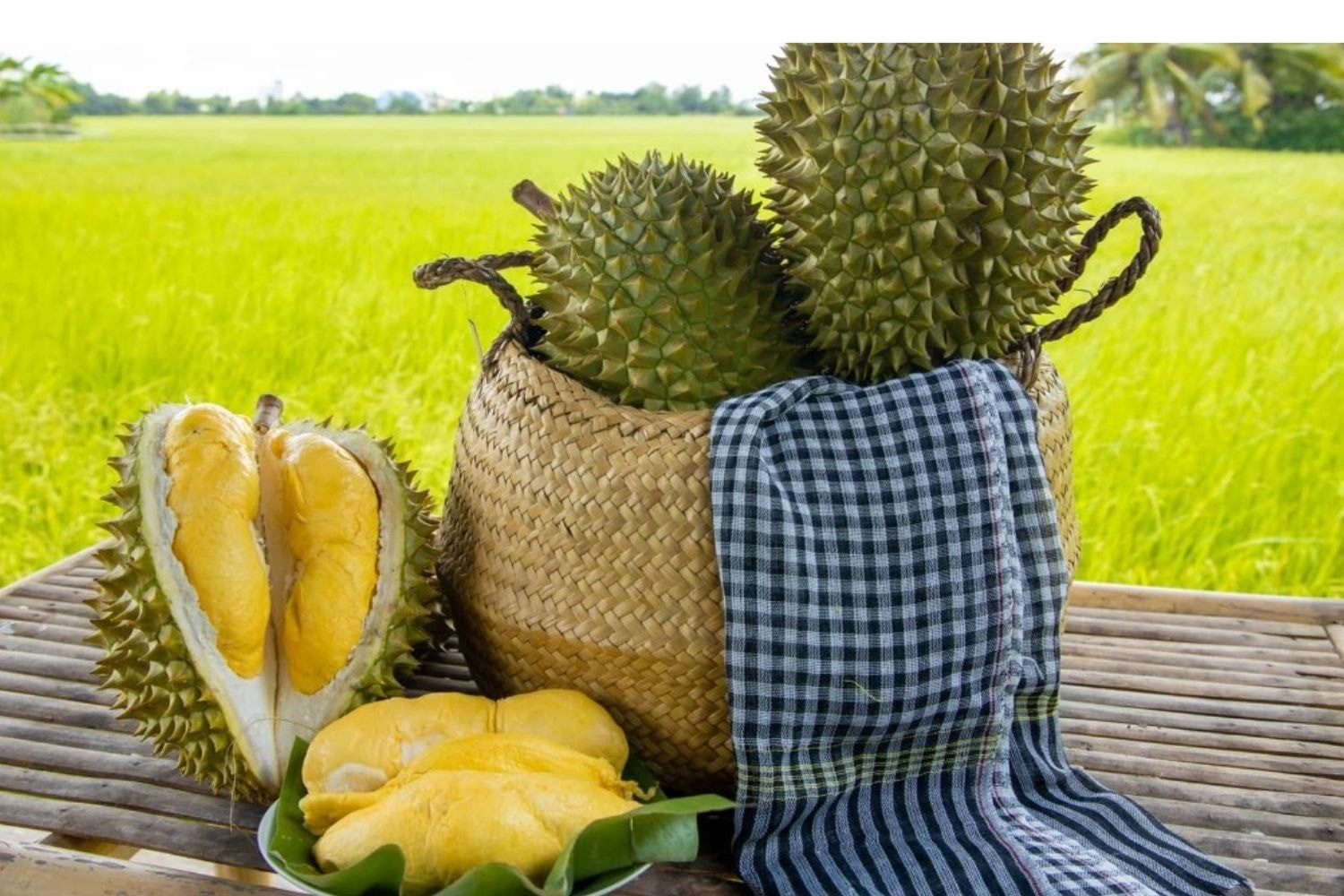 sau-rieng-ri6.jpg