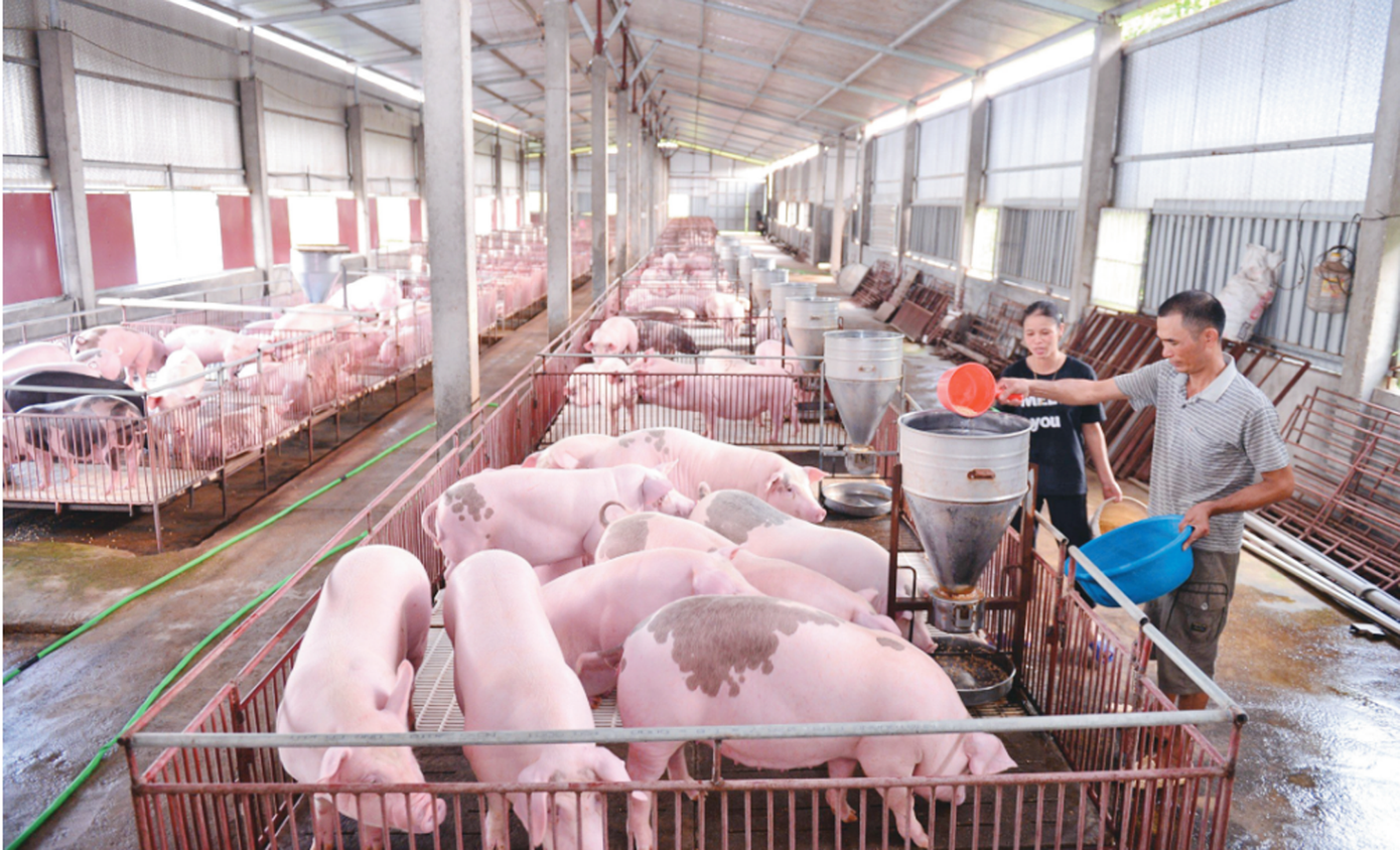 Giá lợn hơi quanh mốc 70.000 đồng/kg. thit-lon-tang-gia.png