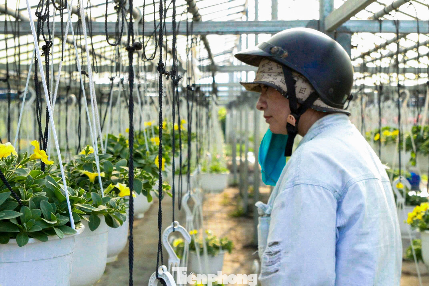Tại một vườn hoa ở phường Hòa Khánh, trên diện tích hơn 1 ha, hơn 20.000 chậu hoa các loại đang đồng loạt khoe sắc rực rỡ. Không chỉ thu hút người dân địa phương, nhiều thương lái đến từ các tỉnh lân cận cũng đã tìm đến tận vườn để lựa chọn, đặt mua hoa từ khá sớm. tp-kyvonghoatet-13.jpg