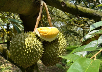 Sầu riêng Đồng Tháp lập đỉnh giá cận Tết: Nhà vườn lãi tới 50.000 đồng/kg