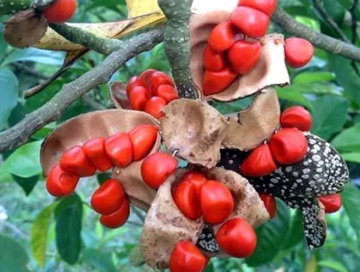 Từng mọc dại trong rừng, loại gia vị này xưa cho không nay thành 'vàng đen' giá gần 3 triệu/kg, có tiền chưa chắc mua được