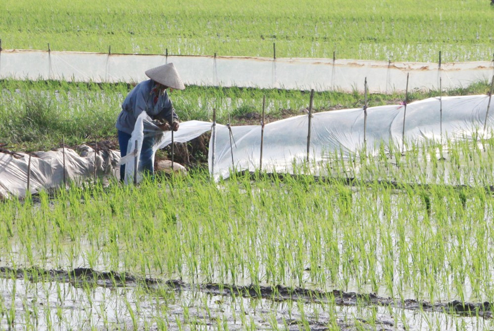 Huy động 30.000 nhân công đào lấp trên 3 triệu m³ đất, Việt Nam đưa công trình trị thủy dài 232km về đích sau 7 tháng khởi công, lập kỷ lục tại miền Bắc - ảnh 6