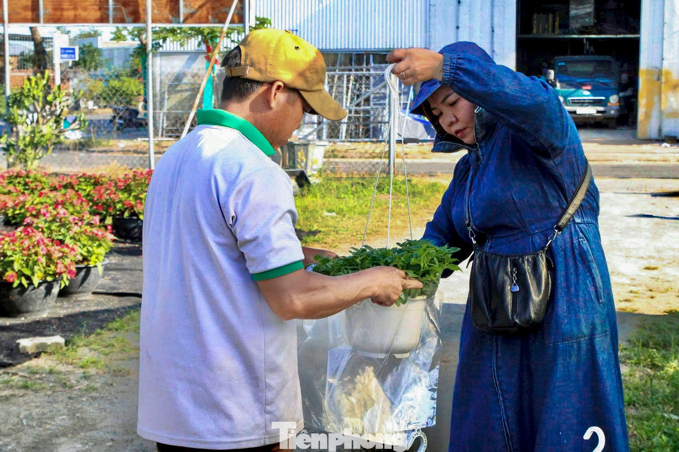 Anh Thái Văn Công - chủ vườn hoa - cho biết, năm nay chi phí đầu vào như giống, phân bón, nhân công đều tăng so với năm trước. Tuy nhiên, để phục vụ nhu cầu mua hoa chưng Tết của người dân, nhà vườn vẫn quyết định giữ giá bán ở mức ổn định. “Chúng tôi cố gắng cân đối chi phí, không tăng giá đột biến để bà con dễ tiếp cận. Trong đó, hoa dạ yến thảo là mặt hàng bán chạy nhất, giá dao động từ 50.000 - 60.000 đồng/chậu, tùy kích cỡ và màu sắc”, anh Công chia sẻ. tp-kyvonghoatet-4.jpg
