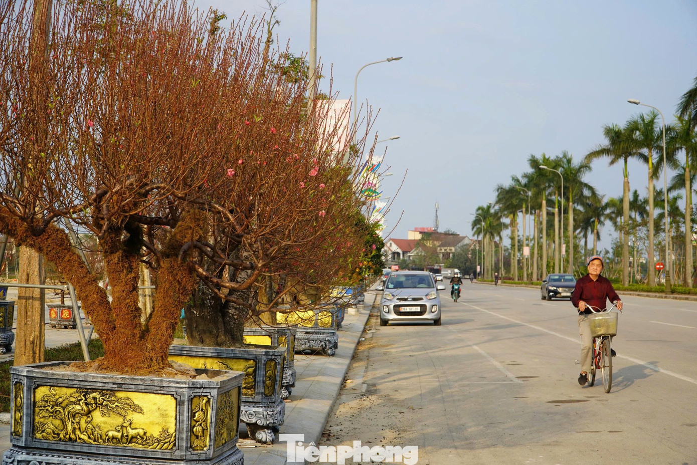 tp-dao-0987.jpg