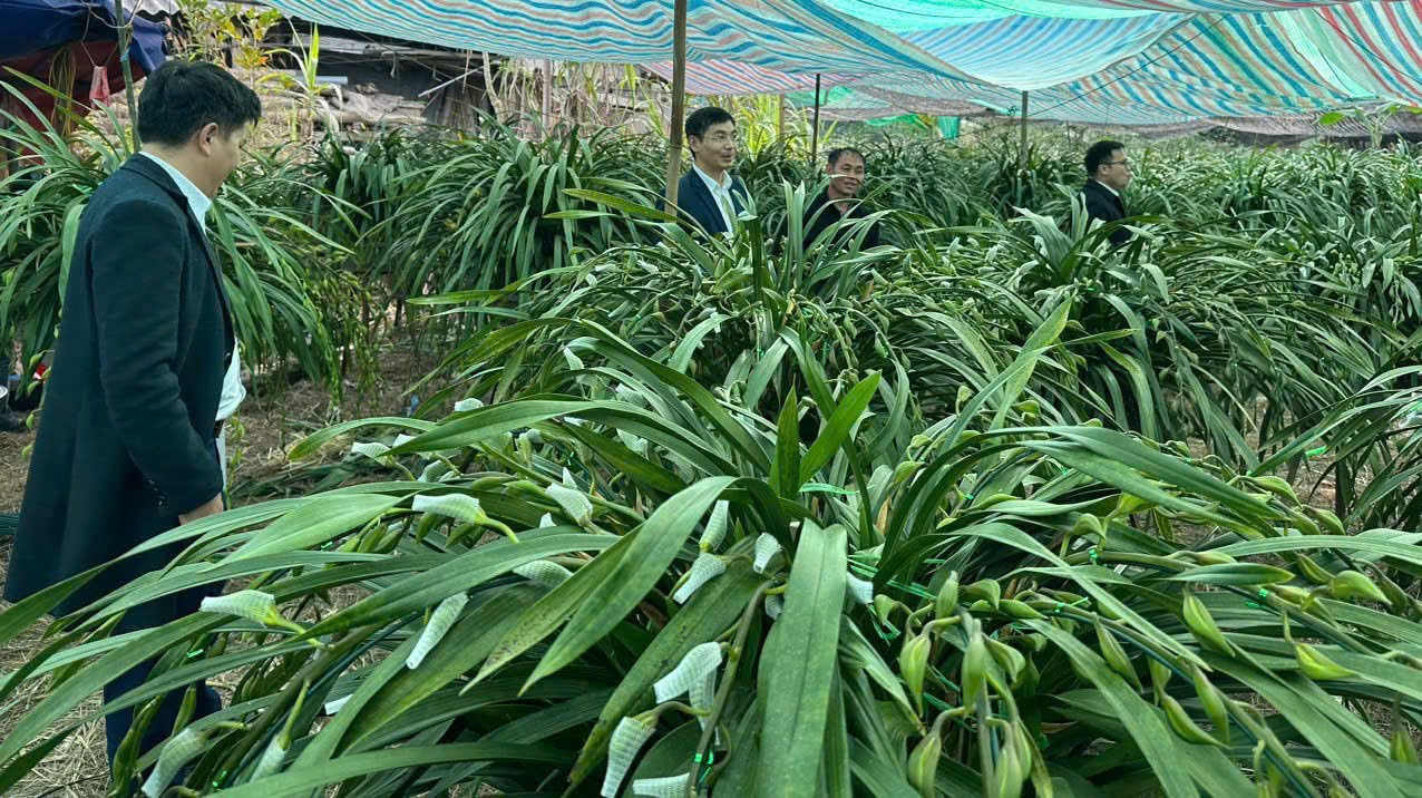 Người dân xã Tả Phìn đưa cây trồng, vật nuôi xuống vùng thấp để ủ ấm, tránh rét. Theo chính quyền địa phương, vụ hoa Tết năm nay, địa phương dự kiến cung cấp ra thị trường trên 20.000 chậu địa lan. Trong ảnh: Lãnh đạo UBND xã Tả Phìn đã trực tiếp xuống các điểm tập kết tránh rét cho hoa lan tại xã Cốc San để thăm hỏi, động viên các hộ nông dân. 4.jpg